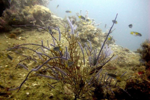 Чорні корали: підводне коштовність Чорні корали: підводне коштовність